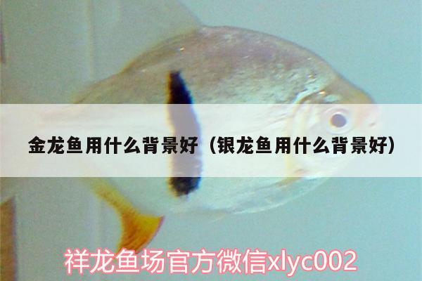 金龍魚(yú)用什么背景好（銀龍魚(yú)用什么背景好） 銀龍魚(yú)