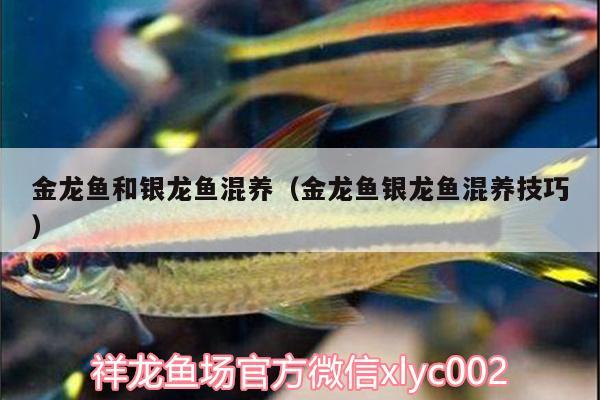 金龍魚和銀龍魚混養(yǎng)（金龍魚銀龍魚混養(yǎng)技巧） 銀龍魚