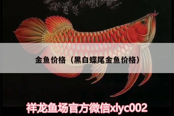 金魚價(jià)格（黑白蝶尾金魚價(jià)格） 南美異型魚