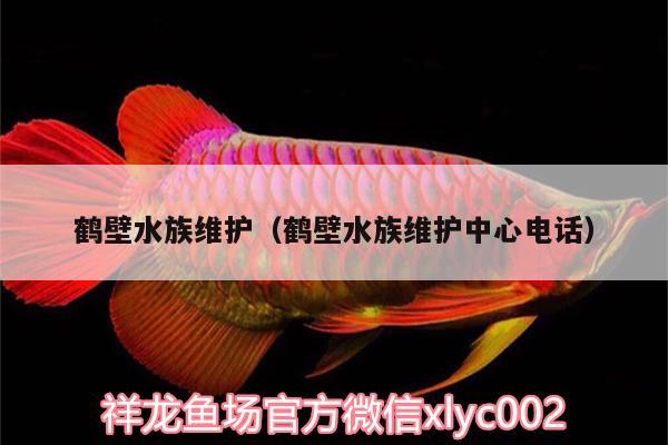 鶴壁水族維護(hù)（鶴壁水族維護(hù)中心電話）