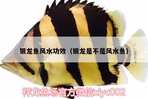 銀龍魚風(fēng)水功效（銀龍是不是風(fēng)水魚） 魚缸風(fēng)水