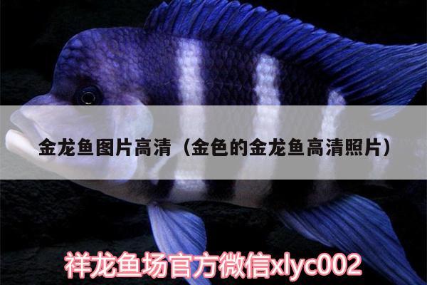 金龍魚圖片高清（金色的金龍魚高清照片） 申古銀版魚