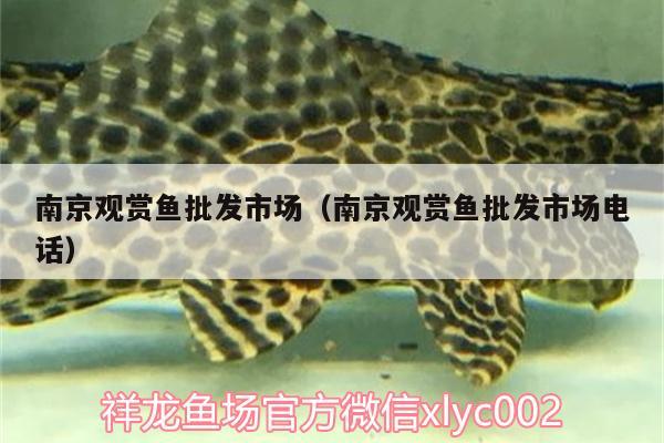 南京觀賞魚批發(fā)市場(chǎng)（南京觀賞魚批發(fā)市場(chǎng)電話）