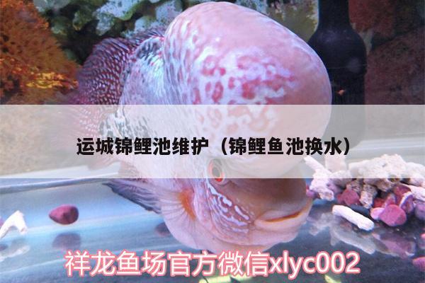 運(yùn)城錦鯉池維護(hù)（錦鯉魚池?fù)Q水） 女王大帆魚