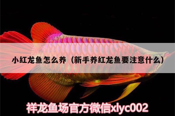 小紅龍魚怎么養(yǎng)（新手養(yǎng)紅龍魚要注意什么）