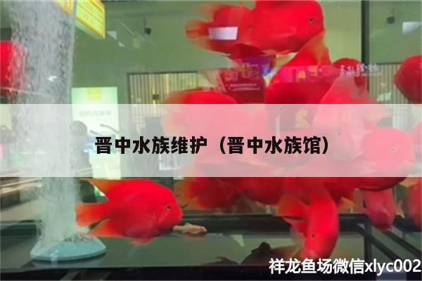 晉中水族維護(hù)（晉中水族館） 白子銀版魚苗