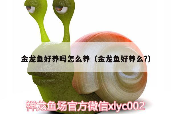 金龍魚好養(yǎng)嗎怎么養(yǎng)（金龍魚好養(yǎng)么?）