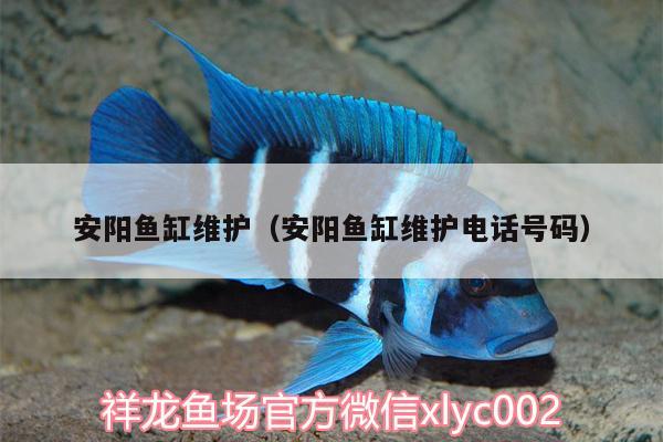 安陽魚缸維護(hù)（安陽魚缸維護(hù)電話號(hào)碼）