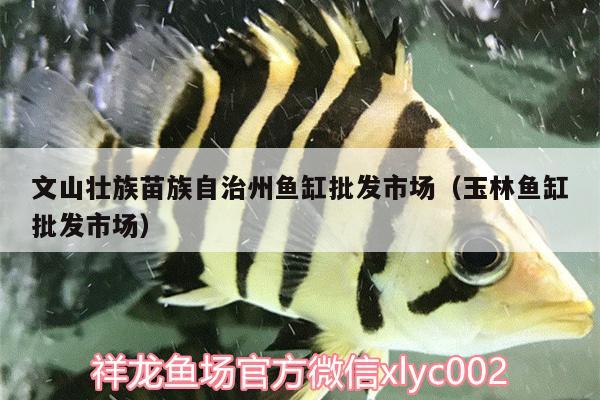 文山壯族苗族自治州魚缸批發(fā)市場(chǎng)（玉林魚缸批發(fā)市場(chǎng)） 魚缸百科