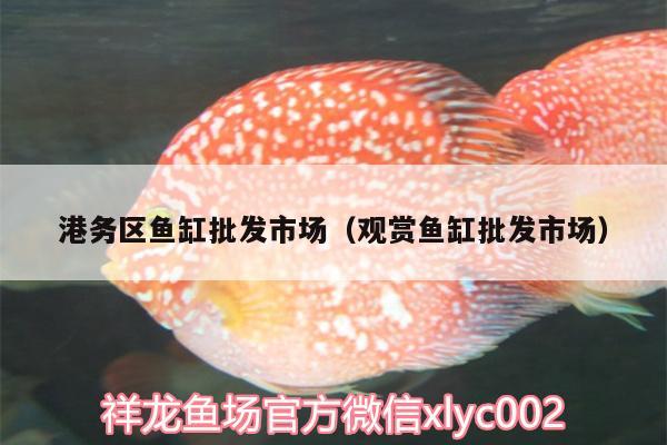 港務(wù)區(qū)魚缸批發(fā)市場（觀賞魚缸批發(fā)市場） 白化火箭魚