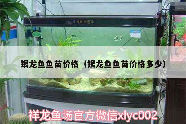 銀龍魚魚苗價格（銀龍魚魚苗價格多少） 銀龍魚百科