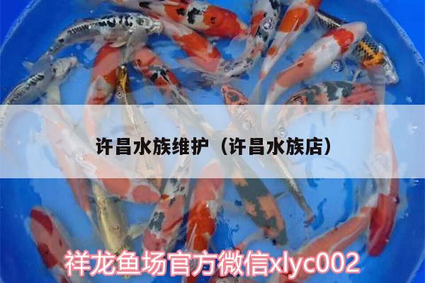 許昌水族維護(hù)（許昌水族店） 玫瑰銀版魚 第3張