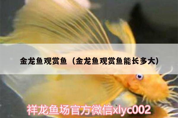 金龍魚觀賞魚（金龍魚觀賞魚能長(zhǎng)多大）