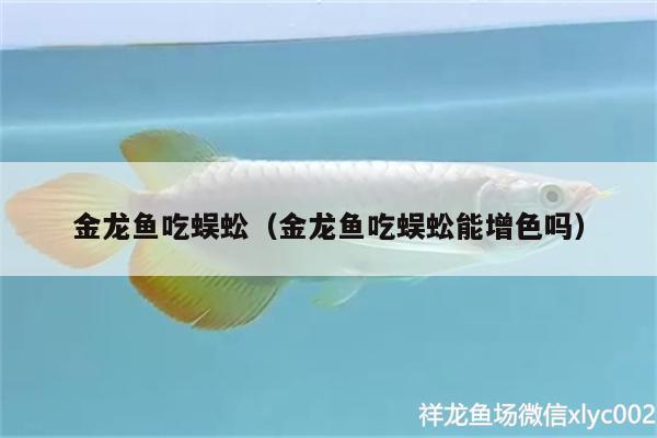 金龍魚吃蜈蚣（金龍魚吃蜈蚣能增色嗎） 大日玉鯖魚