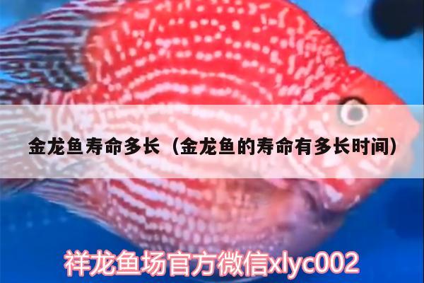 金龍魚壽命多長（金龍魚的壽命有多長時(shí)間） 杰西卡恐龍魚