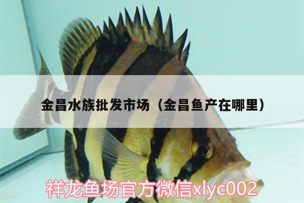 金昌水族批發(fā)市場（金昌魚產(chǎn)在哪里） 觀賞魚水族批發(fā)市場