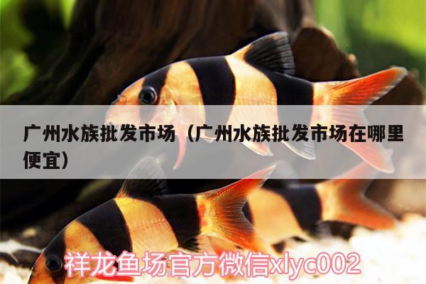 廣州水族批發(fā)市場（廣州水族批發(fā)市場在哪里便宜） 觀賞魚水族批發(fā)市場