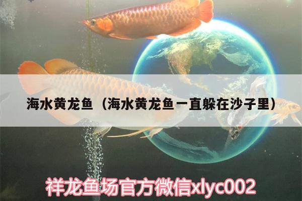 海水黃龍魚（海水黃龍魚一直躲在沙子里） 除藻劑