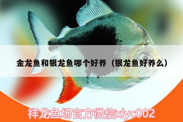 金龍魚和銀龍魚哪個好養(yǎng)（銀龍魚好養(yǎng)么） 銀龍魚百科