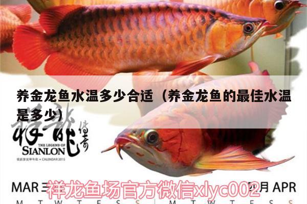 養(yǎng)金龍魚水溫多少合適（養(yǎng)金龍魚的最佳水溫是多少） 名貴錦鯉魚