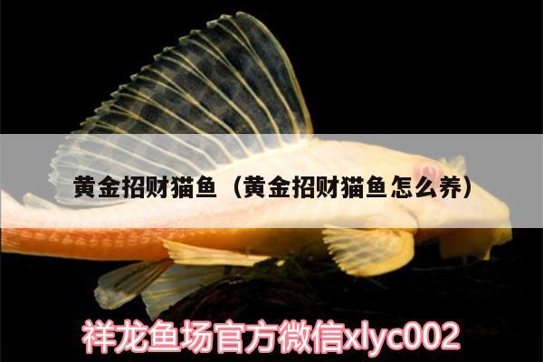 黃金招財貓魚（黃金招財貓魚怎么養(yǎng)）