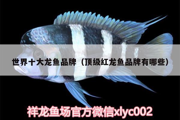 世界十大龍魚品牌（頂級紅龍魚品牌有哪些） 南美異型魚