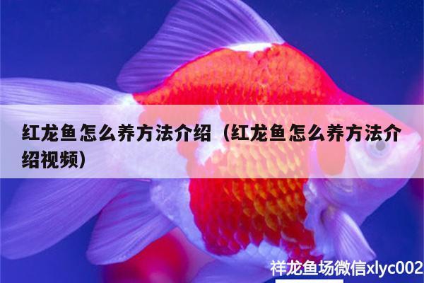 紅龍魚怎么養(yǎng)方法介紹（紅龍魚怎么養(yǎng)方法介紹視頻）