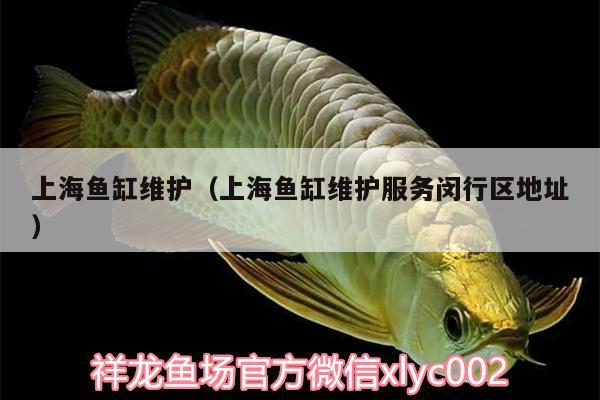 上海魚缸維護(hù)（上海魚缸維護(hù)服務(wù)閔行區(qū)地址） 錦鯉池魚池建設(shè)