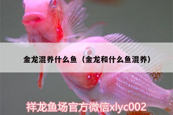 金龍混養(yǎng)什么魚（金龍和什么魚混養(yǎng)）