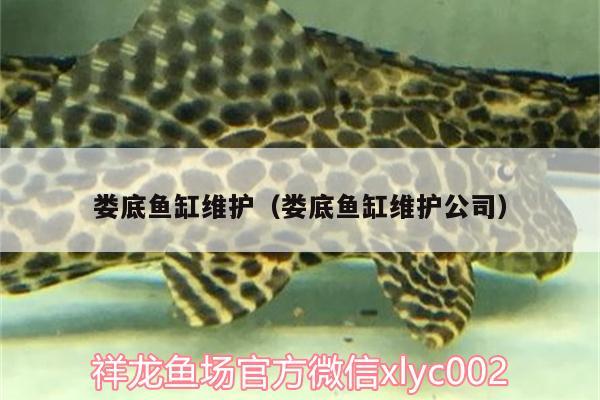 婁底魚缸維護（婁底魚缸維護公司） 野彩魚