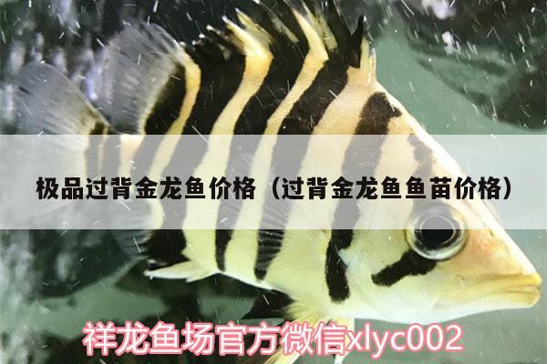 極品過背金龍魚價格（過背金龍魚魚苗價格） 過背金龍魚