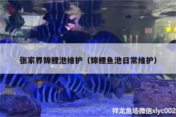 張家界錦鯉池維護(hù)（錦鯉魚池日常維護(hù)）