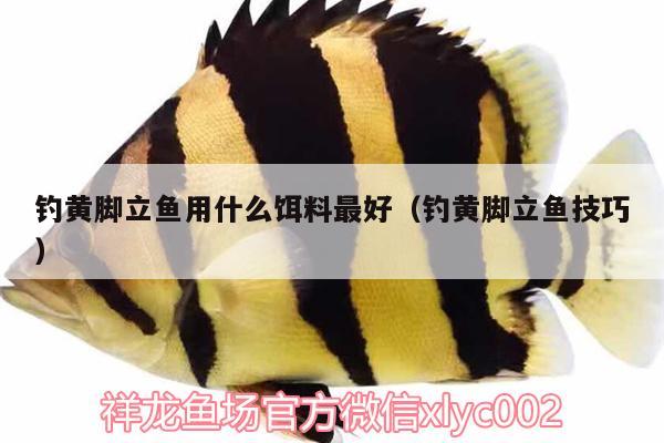 釣黃腳立魚用什么餌料最好（釣黃腳立魚技巧）