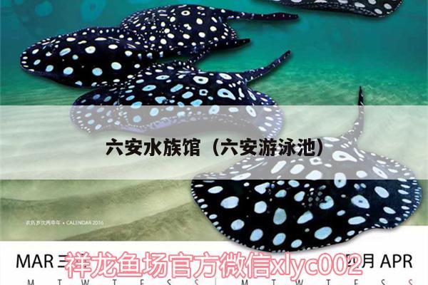 六安水族館（六安游泳池） 古典過背金龍魚