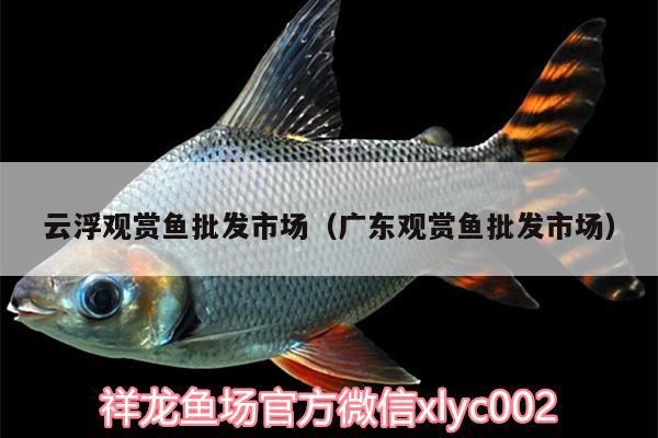 云浮觀賞魚批發(fā)市場（廣東觀賞魚批發(fā)市場）