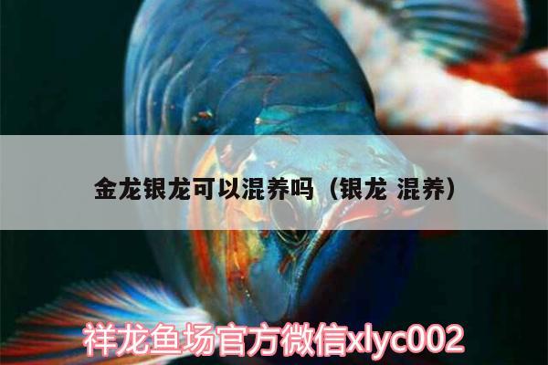 金龍銀龍可以混養(yǎng)嗎（銀龍混養(yǎng)） 紅龍專用魚糧飼料