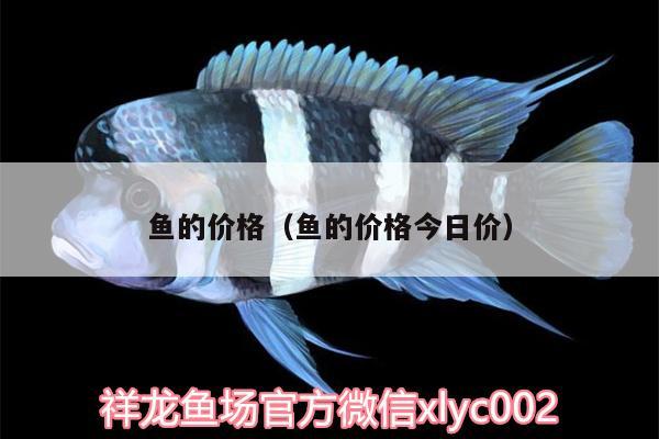 魚的價格（魚的價格今日價） 水族雜談