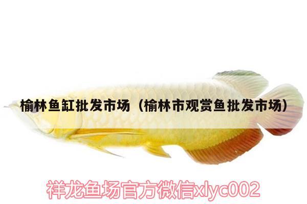 榆林魚(yú)缸批發(fā)市場(chǎng)（榆林市觀賞魚(yú)批發(fā)市場(chǎng)）