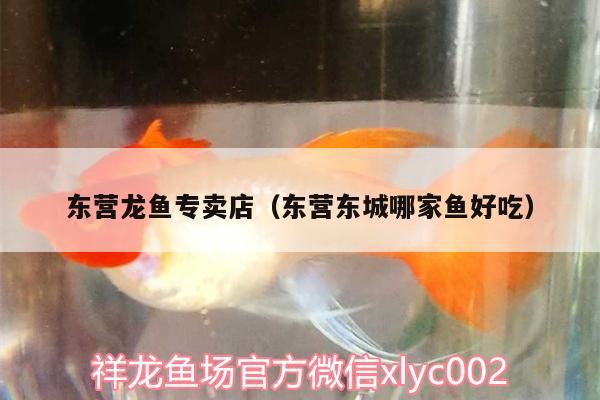 東營龍魚專賣店（東營東城哪家魚好吃） 廣州水族器材濾材批發(fā)市場