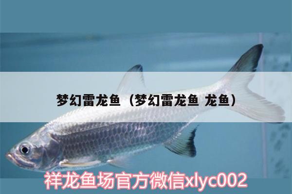 夢(mèng)幻雷龍魚(yú)（夢(mèng)幻雷龍魚(yú)龍魚(yú)） 夢(mèng)幻雷龍魚(yú)