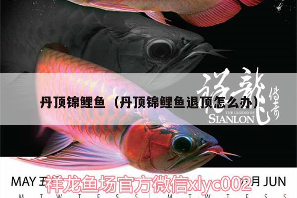 丹頂錦鯉魚（丹頂錦鯉魚退頂怎么辦） 丹頂錦鯉魚