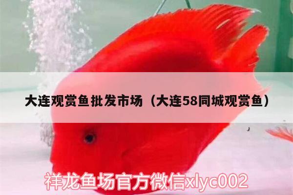 大連觀賞魚批發(fā)市場（大連58同城觀賞魚） 觀賞魚批發(fā)