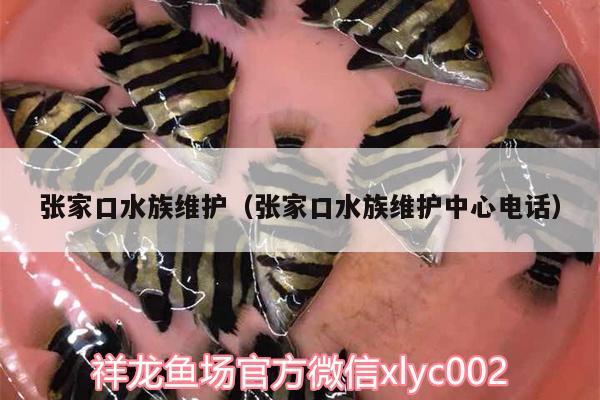 張家口水族維護(hù)（張家口水族維護(hù)中心電話） 一眉道人魚苗