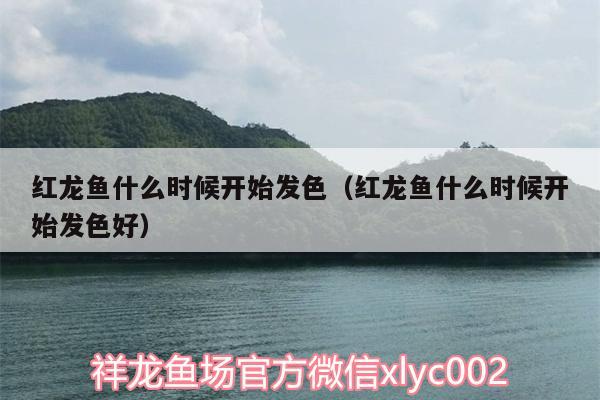 紅龍魚什么時(shí)候開始發(fā)色（紅龍魚什么時(shí)候開始發(fā)色好） 飛鳳魚