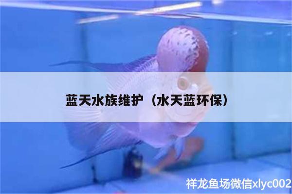 藍天水族維護（水天藍環(huán)保） 魚缸/水族箱