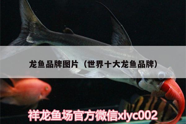 龍魚品牌圖片（世界十大龍魚品牌） 恐龍王魚