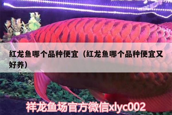 紅龍魚哪個品種便宜（紅龍魚哪個品種便宜又好養(yǎng)）