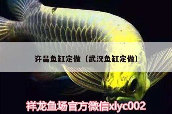 許昌魚缸定做（武漢魚缸定做） 馬拉莫寶石魚苗