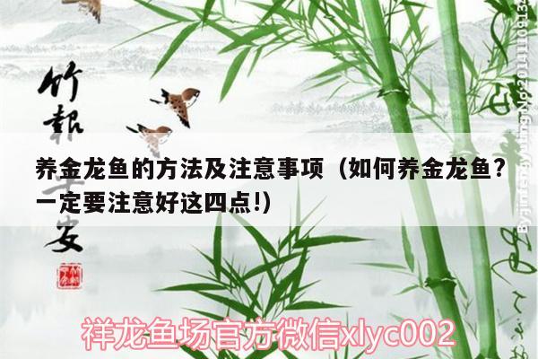 養(yǎng)金龍魚的方法及注意事項(xiàng)（如何養(yǎng)金龍魚?一定要注意好這四點(diǎn)!）