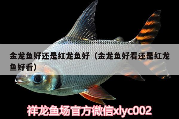 金龍魚好還是紅龍魚好（金龍魚好看還是紅龍魚好看）